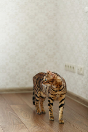 bengal cat brown spotted purebred beautiful cat on the floorの写真素材