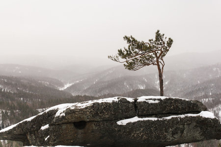 Pine tree on top of a rock in the winter mountains.の写真素材