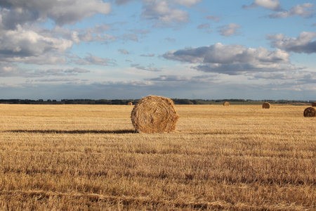 Harvested field with straw bales on a sunny autumn dayの写真素材