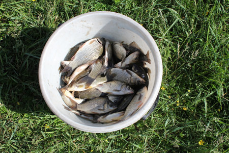 Freshly caught freshwater fish in a bucket on the green grass.の写真素材