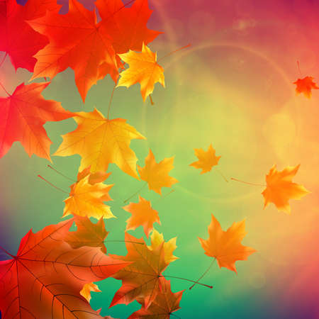 Beautiful autumn Leaves with delicate sunset light  EPS10のイラスト素材