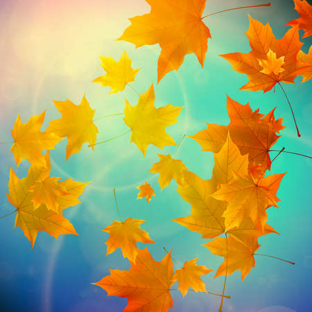 Beautiful autumn Leaves with delicate sunset light  のイラスト素材