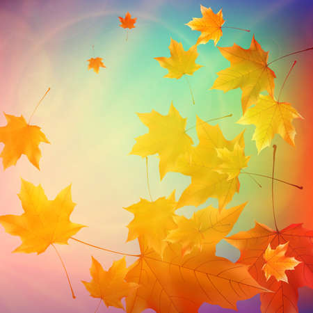 Beautiful autumn Leaves with delicate sunset light  のイラスト素材