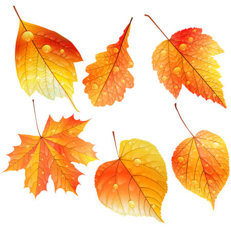 Set of colorful autumn leaves  EPS10のイラスト素材