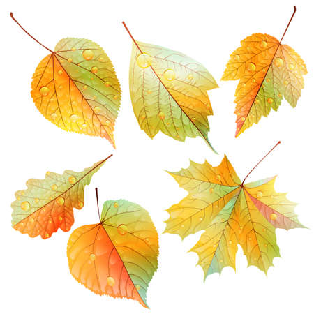 Set of colorful autumn leaves  EPS10のイラスト素材