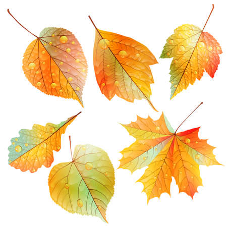 Set of colorful autumn leaves  EPS10のイラスト素材