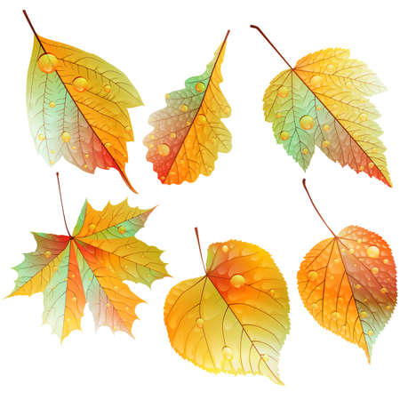 Set of colorful autumn leaves  EPS10のイラスト素材