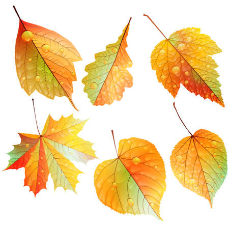 Set of colorful autumn leaves  EPS10のイラスト素材
