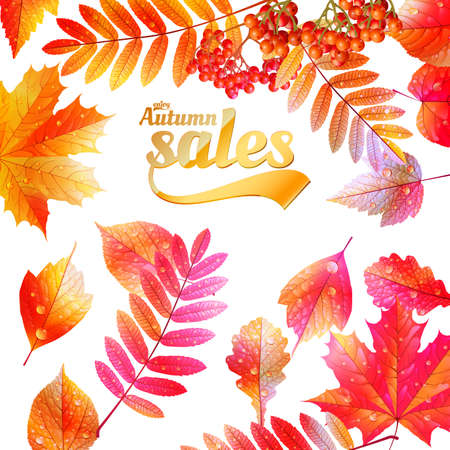 Autumn Calligraphy sale on detailed leafs  EPS10のイラスト素材