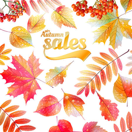 Autumn Calligraphy sale on detailed leafs  EPS10のイラスト素材
