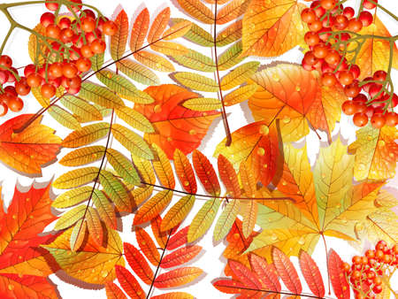 Group autumn multicilor leaves on white  EPS10のイラスト素材