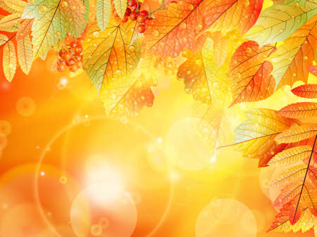 Bright warm sun light, orange dry leaves, autumn season  EPS10のイラスト素材
