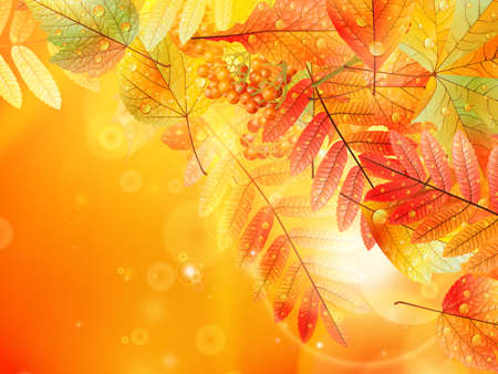 Bright warm sun light, orange dry leaves, autumn season  EPS10のイラスト素材