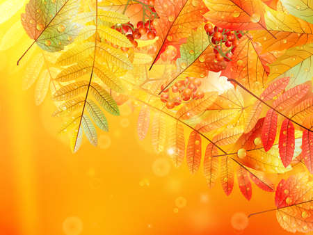 Bright warm sun light, orange dry leaves, autumn season  EPS10のイラスト素材