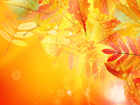 Bright warm sun light, orange dry leaves, autumn season  EPS10のイラスト素材