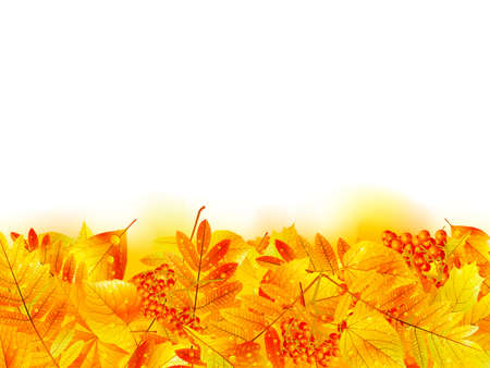 Autumn banner template with maple leaf  EPS10のイラスト素材