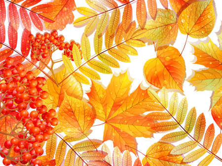 Group autumn multicilor leaves on white のイラスト素材