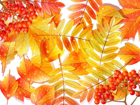 Group autumn multicilor leaves on white  のイラスト素材