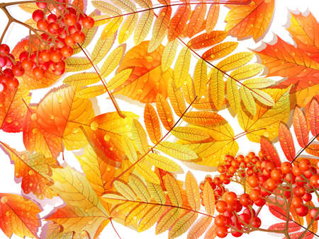 Group autumn multicilor leaves on white のイラスト素材