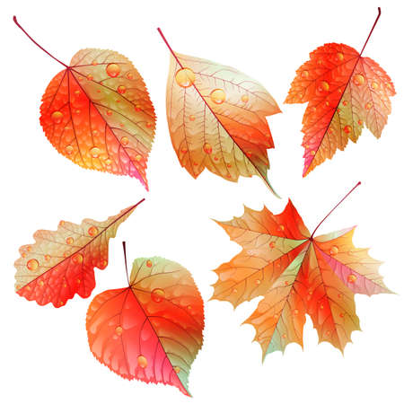 Set of colorful autumn leaves.のイラスト素材