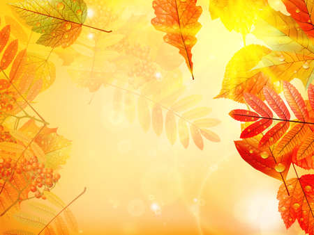 Bright warm sun light, orange dry leaves, autumn season  のイラスト素材
