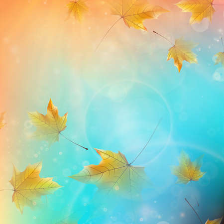Beautiful autumn Leaves with delicate sunset light  のイラスト素材