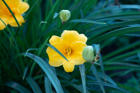 Flowers for a gift on the cardの写真素材