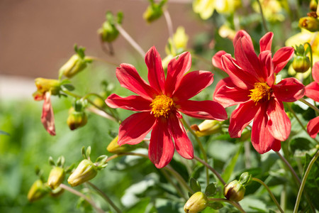 Flowers for a gift on the cardの写真素材