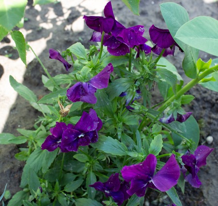 beautiful flowers growing in a flowerbed, a birthday presentの写真素材