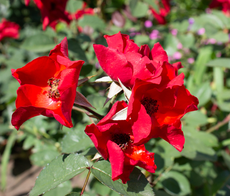 beautiful flowers growing in a flowerbed, a birthday presentの写真素材