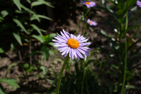 beautiful flowers growing in a flowerbed, a birthday presentの写真素材