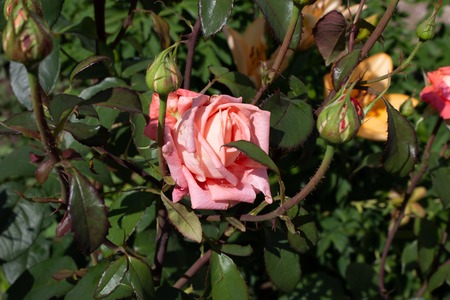 beautiful flowers growing in a flowerbedの写真素材