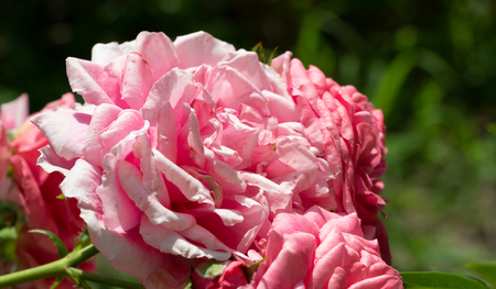 beautiful flowers growing in a flowerbedの写真素材