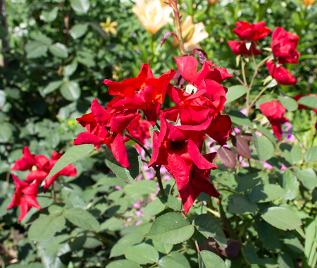 beautiful flowers growing in a flowerbedの写真素材
