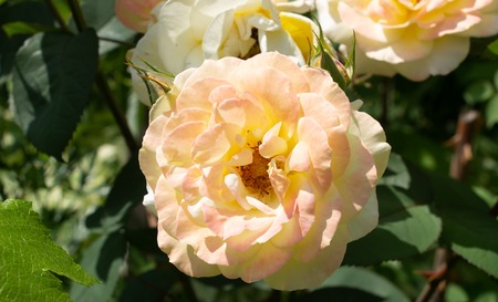 beautiful flowers growing in a flowerbedの写真素材