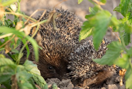 Hedgehog on a walk with my mother in nature in the forestの写真素材