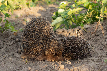 Hedgehog on a walk with my mother in nature in the forestの写真素材