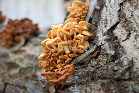 Mushrooms growing on a tree,Vegan foodの写真素材