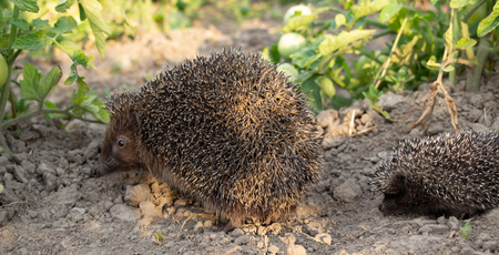 Hedgehog on a walk with my mother in nature in the forestの写真素材
