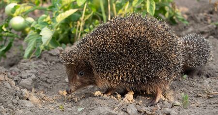 Hedgehog on a walk with my mother in nature in the forestの写真素材