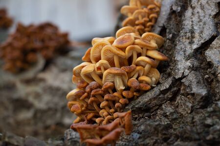 Mushrooms growing on a tree,Vegan foodの写真素材