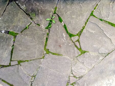 Stone floor, Stone Wall From A Large Granite Cobblestone Close-Up. Growing green moss between the seamsの写真素材
