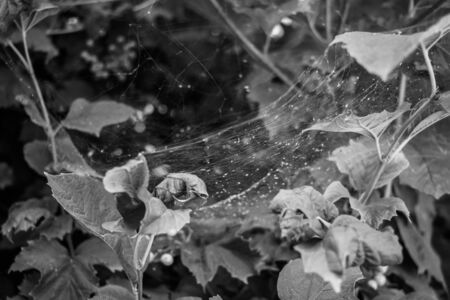 Black and white photographs, countryside view, grapes, leaves, flowerpotの写真素材