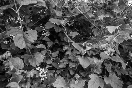 Black and white photographs, countryside view, grapes, leaves, flowerpotの写真素材