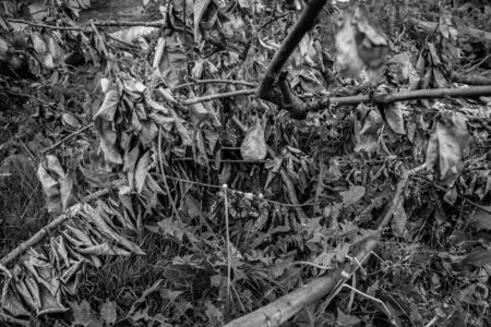 Black and white photographs, countryside view, grapes, leaves, flowerpotの写真素材