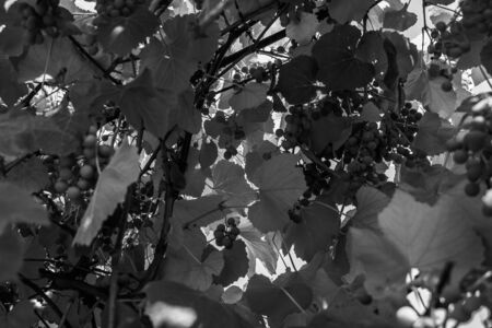 Black and white photographs, countryside view, grapes, leaves, flowerpotの写真素材