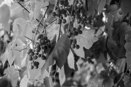 Black and white photographs, countryside view, grapes, leaves, flowerpotの写真素材