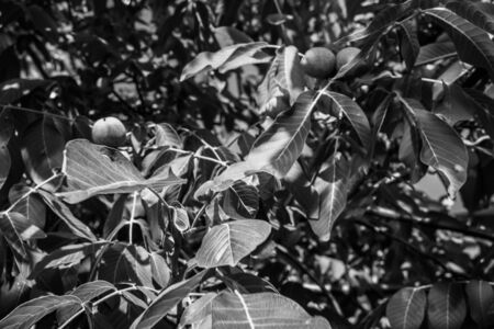 Black and white photographs, countryside view, grapes, leaves, flowerpotの写真素材