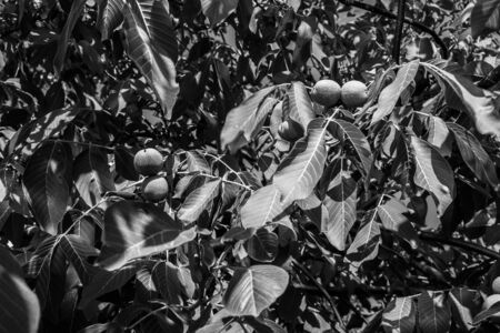 Black and white photographs, countryside view, grapes, leaves, flowerpotの写真素材