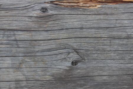 Wooden logs close-up, log in the grass. Wooden table and bench in the forest. Wood as background and textureの写真素材
